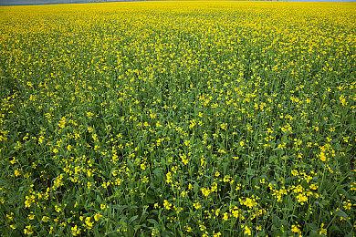 《努努之歌：英雄联盟外传》发布剧情预告